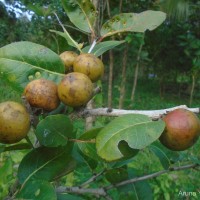 Diospyros melanoxylon Roxb.